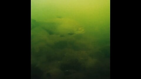 in the river: murky footage