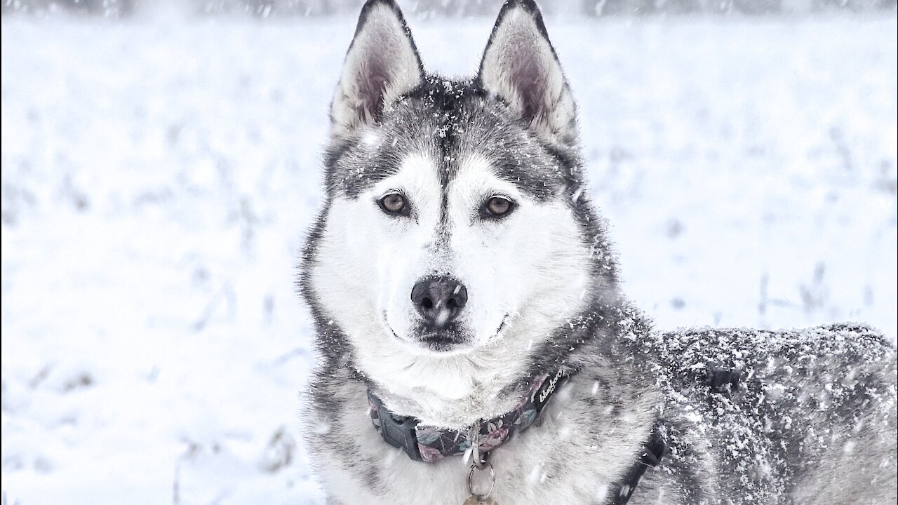 Husky open the door