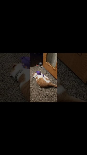 my cat doesn't like sailor moon