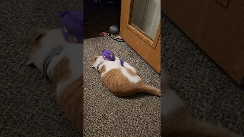 my cat doesn't like sailor moon
