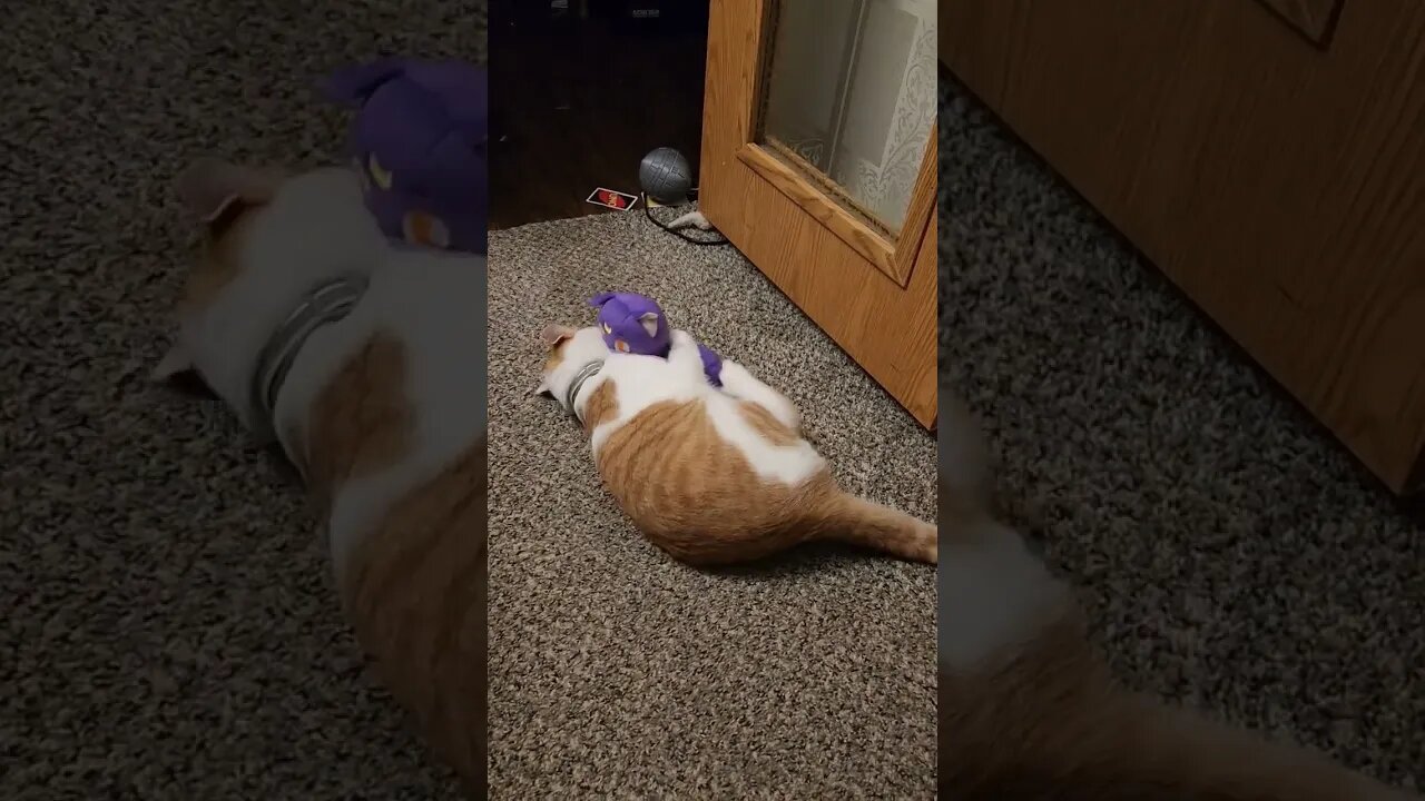 my cat doesn't like sailor moon