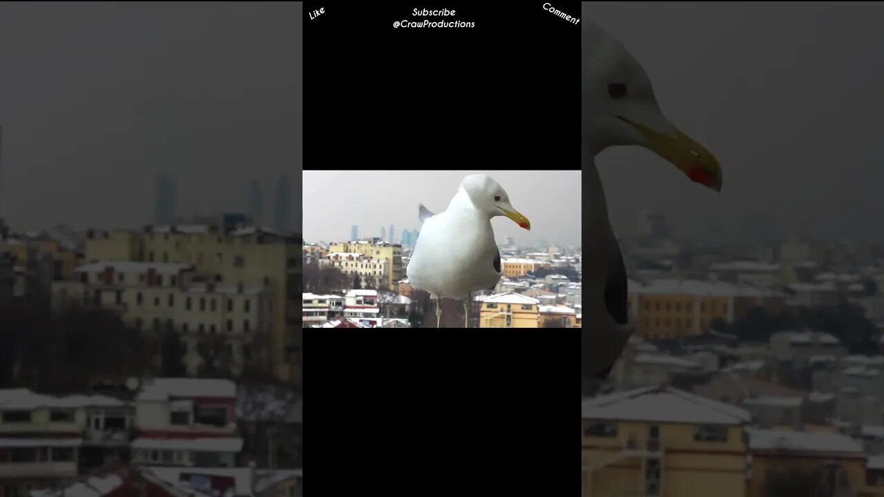 The wandering albatross can sleep flying #birds #shorts