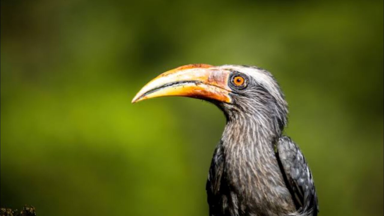 Grey Hornbill near our house