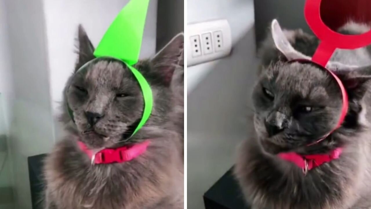 Cat Video | Funny Cats And Cute Kittens 94