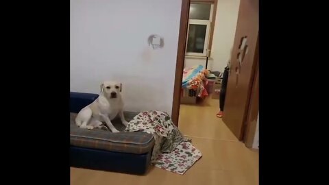 Funniest Animals Funny Dog And Cat Funny Animals Video 3