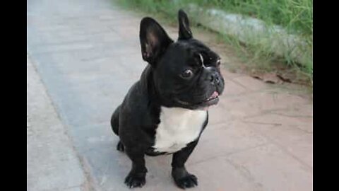 Cão com pernas paralisadas corre loucamente atrás da bola