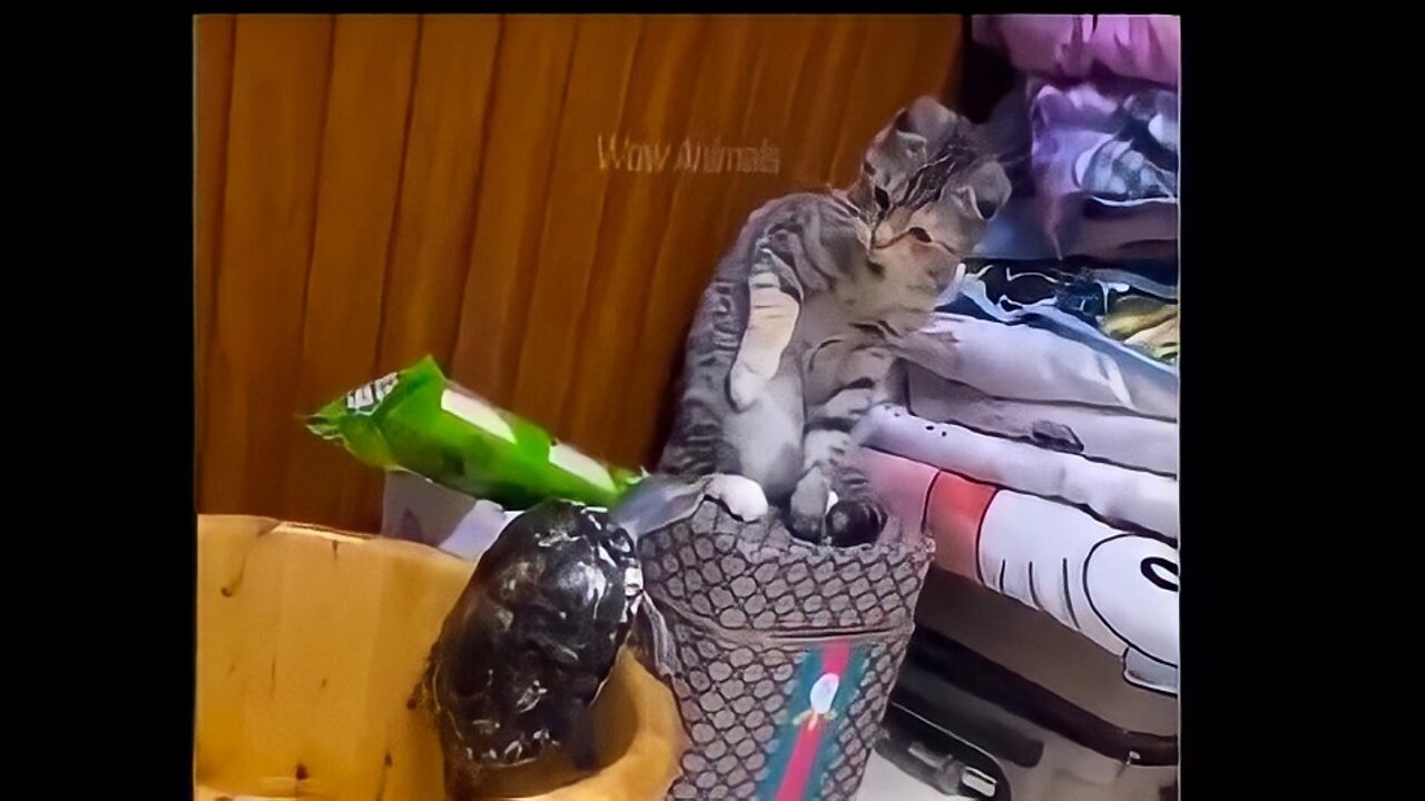 Cat funny video | so funny