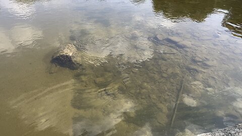 School of minnows roaming Humber river