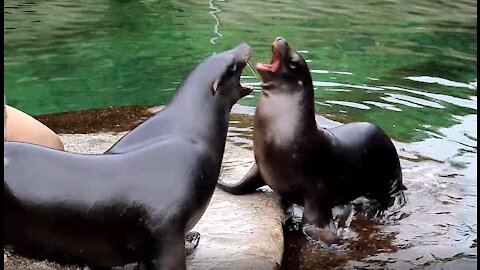 Seal funny Fight