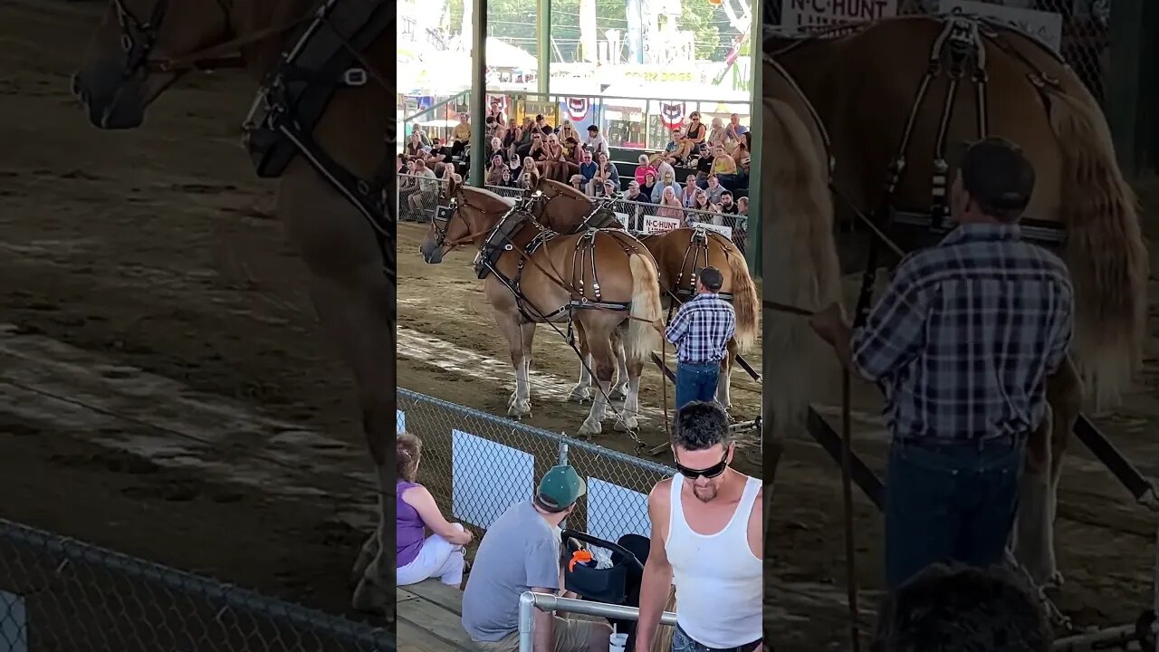 Windsor Fair, Horse Pull, 2023 Winning Team Part 4