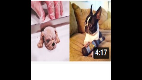 Dog Reaction to Cutting Cake - Funny Dog Cake Reaction Compilation 2021