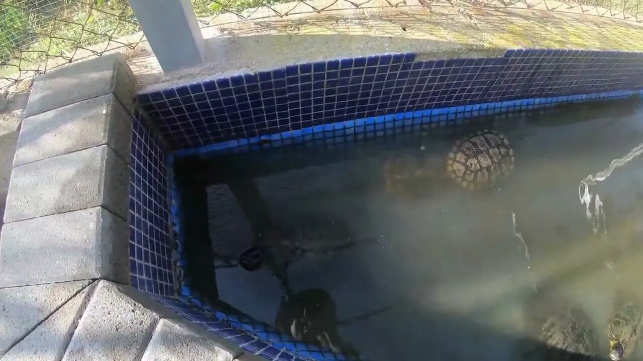 It rains and the next day I find all these baby turtles !!-4