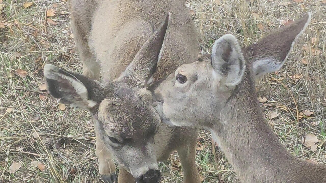 Deer Family Enjoying a Beautiful Afternoon!