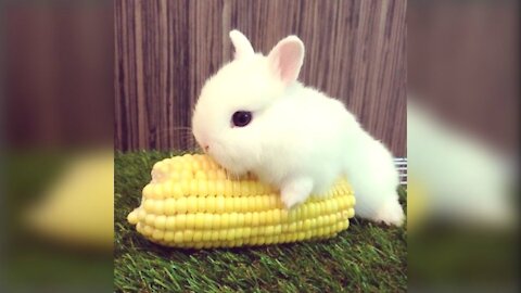 Funny and Cute Bunny Videos 2021