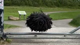 Cão com rastas gigantes faz furor na internet