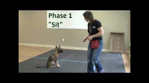 How to Train a Dog to "Sit"