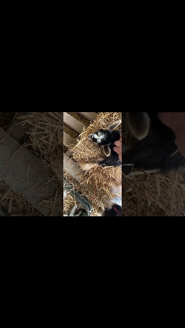 Nap time hit hard! #babygoats