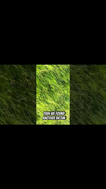 We Tried To Kidnap These Geese & This Happened!.. #geese #dinosaur #shorts