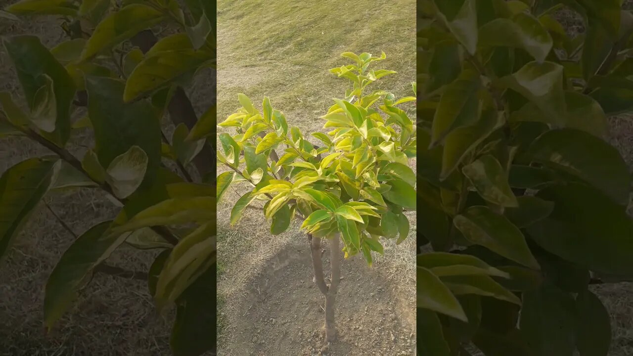 Beautiful green plant