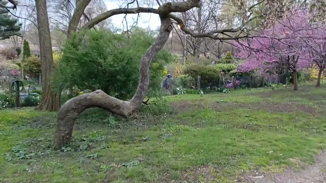 taking time out to enjoy the beautiful flowers and trees in the Fenway