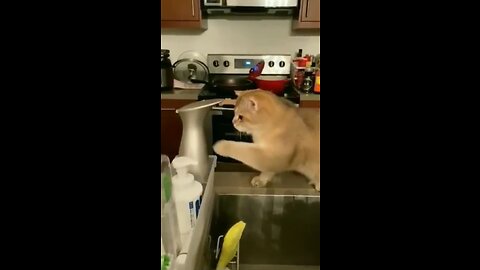 Funniest Animals -🐱 Best Of The 2020 Funny Animal Videos - Cutest Animals Ever