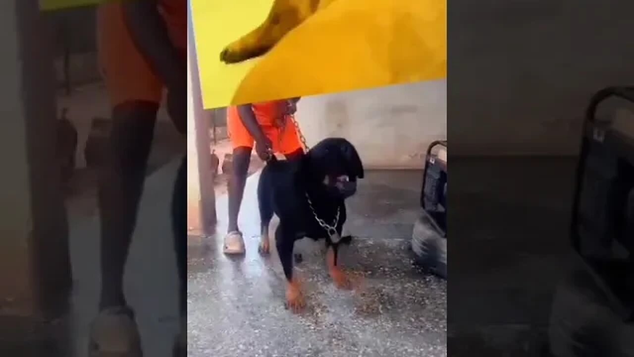 Rottweiler Barking Aggressively||dog sound #rottweiler #dog #shorts #doglover #youtube