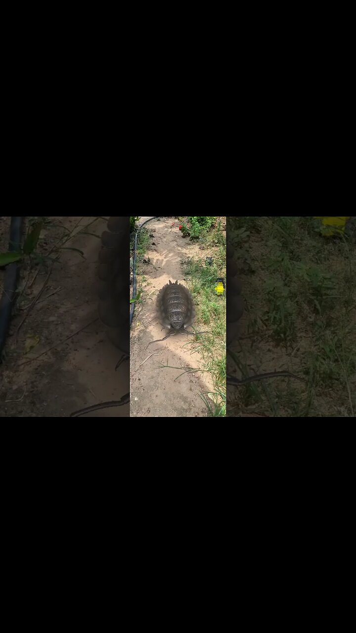 veja que bicho é esse