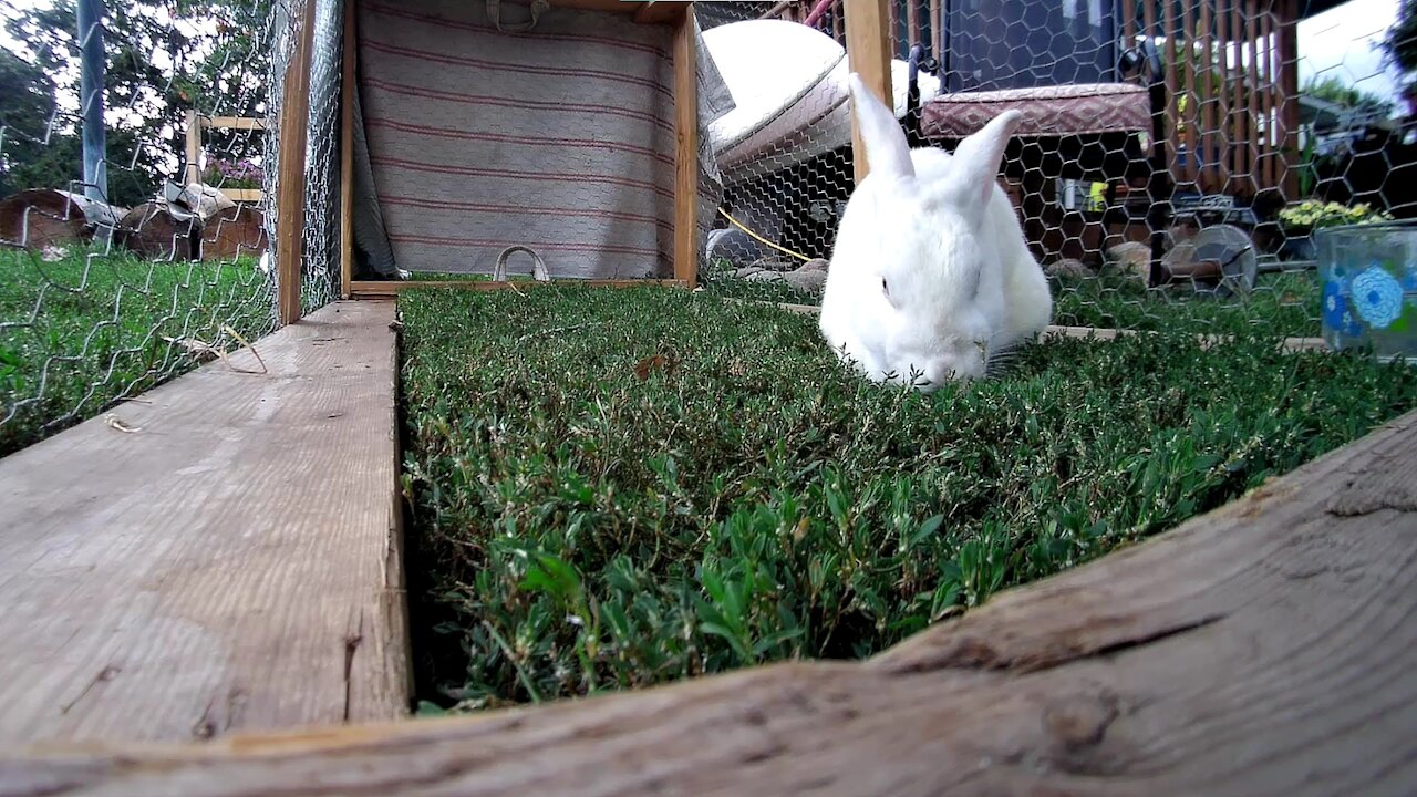 Up close and person with Shadow the Rabbit, getting some chow
