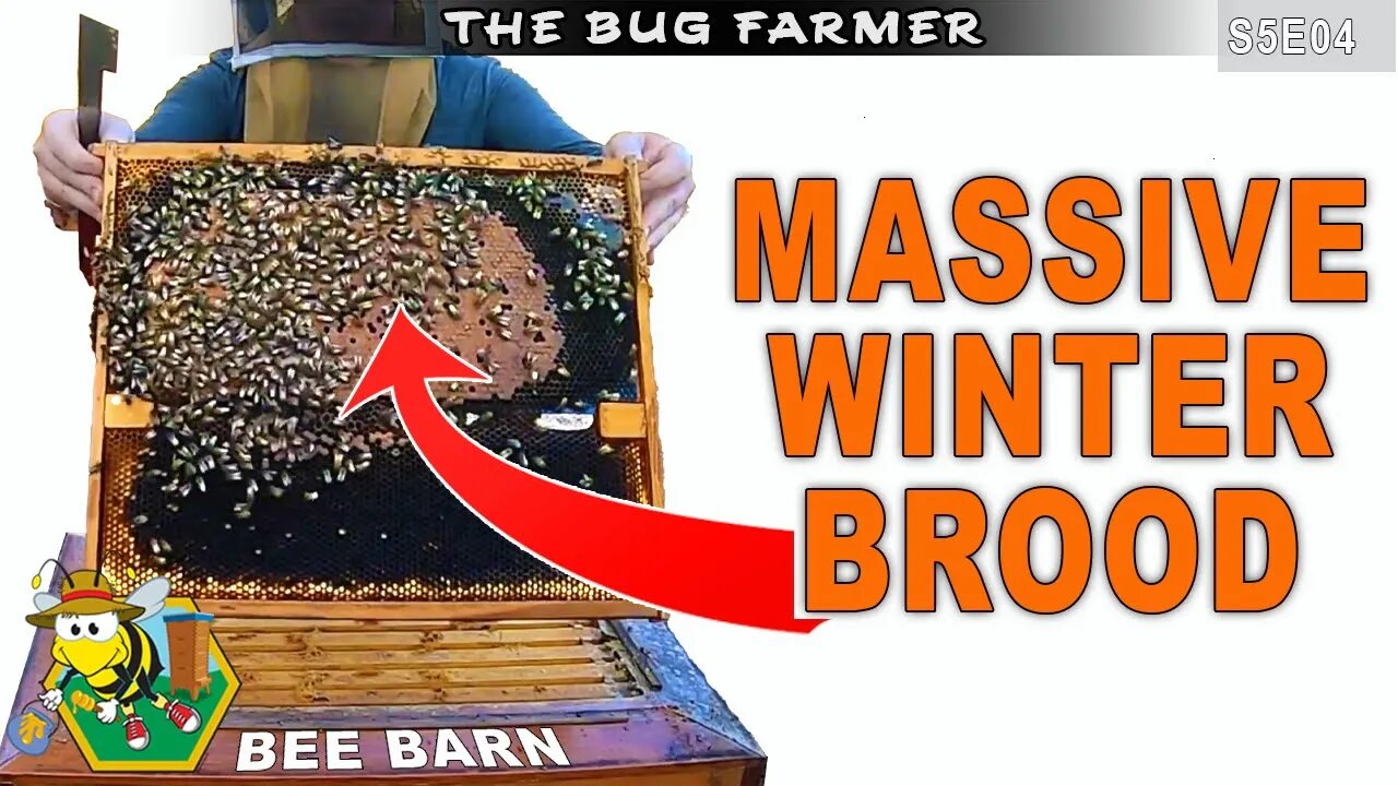 MASSIVE WINTER BROOD & SPECIAL GUEST. | Bee Barn Beekeeping #beekeeping #insects