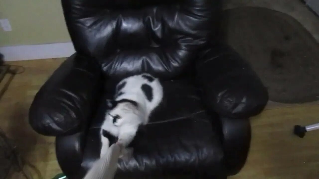 2022-12-23 - CORA NOT ALLOWING ME TO DO MY LAUNDRY