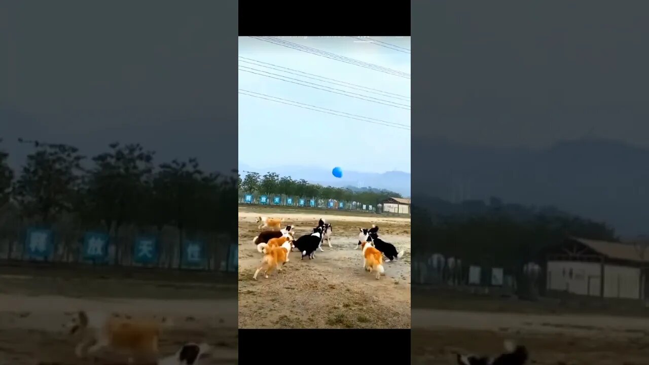 Pack of dogs playing football with balloon || Playful dogs