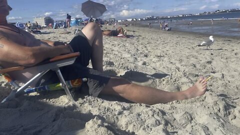 French Fry - Seagull Challenge