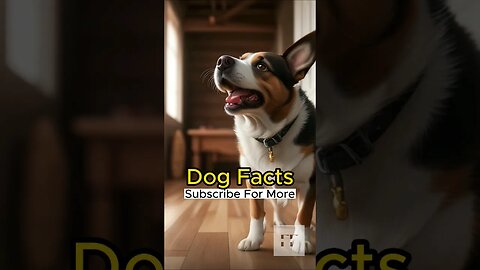 Dog Facts - I Bet You Don't Know 🐶😜😉 #dogs #doglovers #dogfacts #dogsofinstagram #dogshorts #shorts