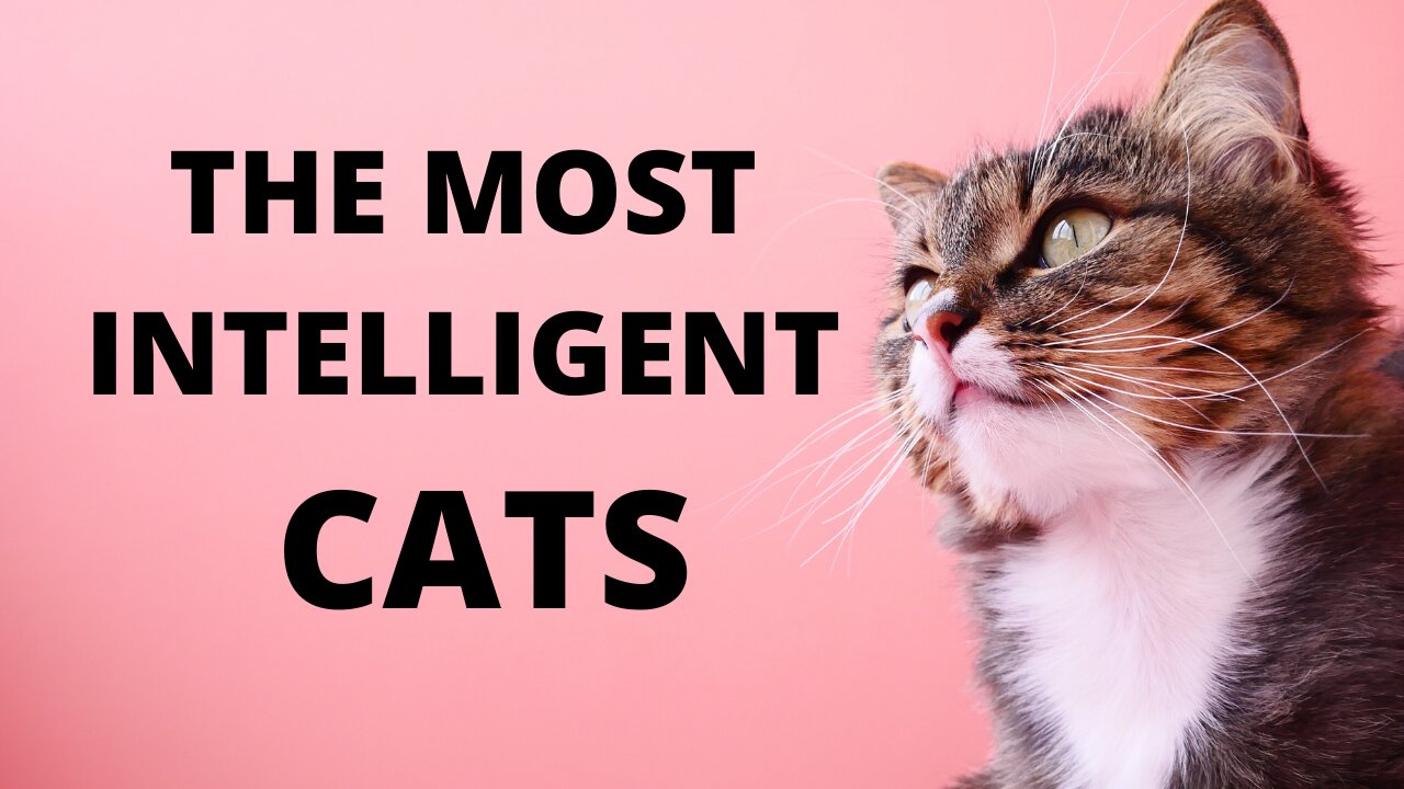 Is These The Most Intelligent Cats?