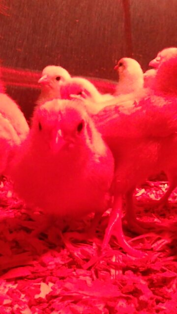 Leghorn Chick Tackles other Chicks