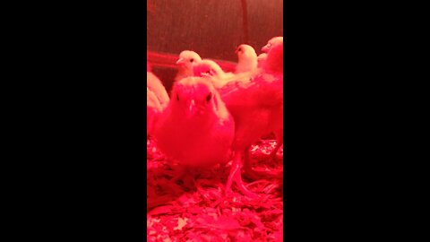 Leghorn Chick Tackles other Chicks