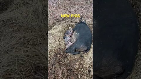 New Born Piglets: Hours Old