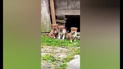 Funny and cute little pups tried their best to scare him the plan went wrong😂