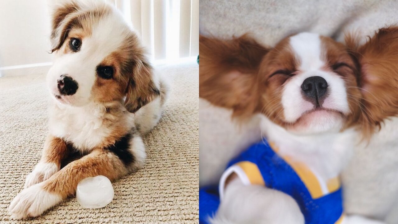 Cutest dogs moments, Try not to laugh!!!!