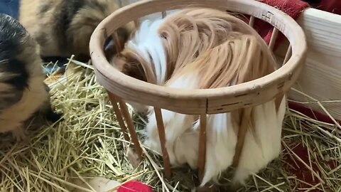 Guinea pig Fergus in prison ! 😱