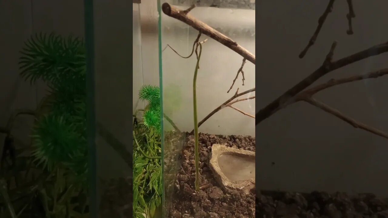 A BABY SNAKE HANGING FROM ITS TAIL (06/30/23) 🎶