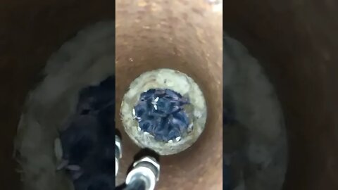 Mother bird built nest 2 feet down a pipe