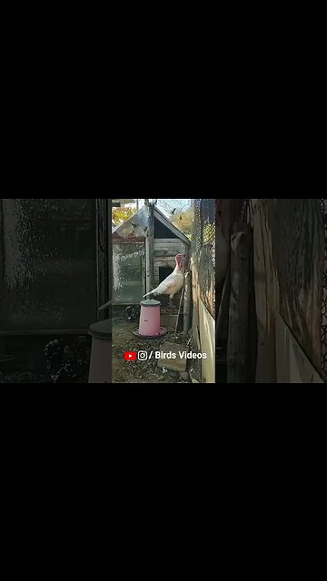 Relaxing Nature Video