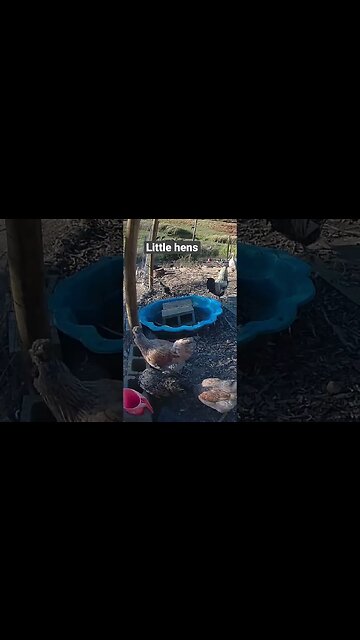 Farm cameras. Our little hens