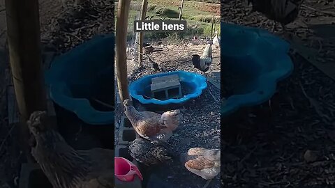 Farm cameras. Our little hens