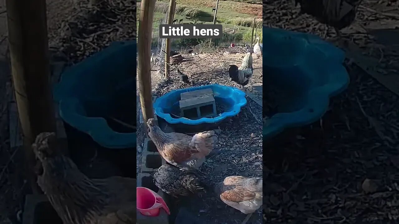 Farm cameras. Our little hens