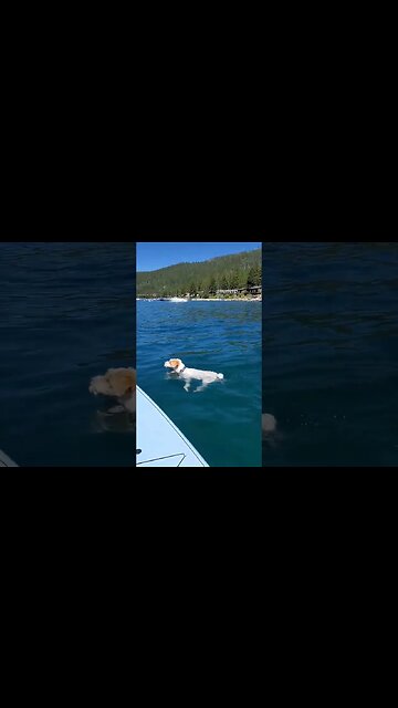 Ares finally accepted the invitation after swimming nonstop more than one mile in lake Tahoe!