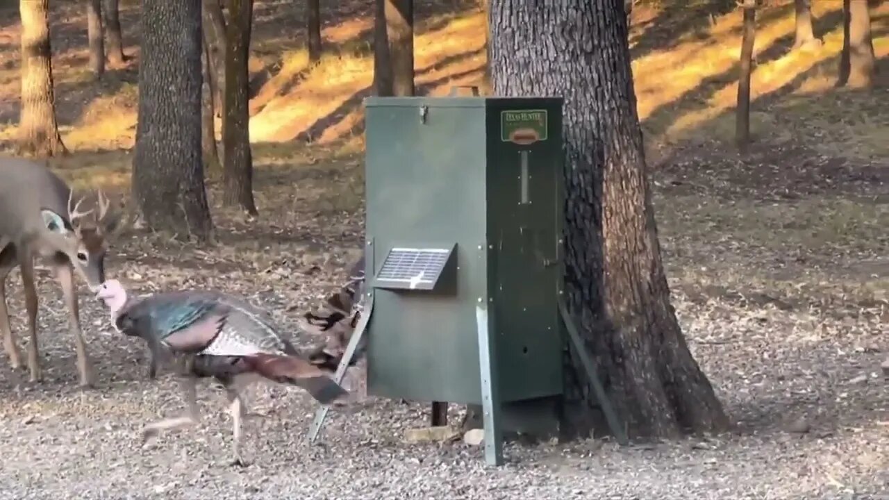 Watching Giant Deer Antlers Grow! October 1st-2