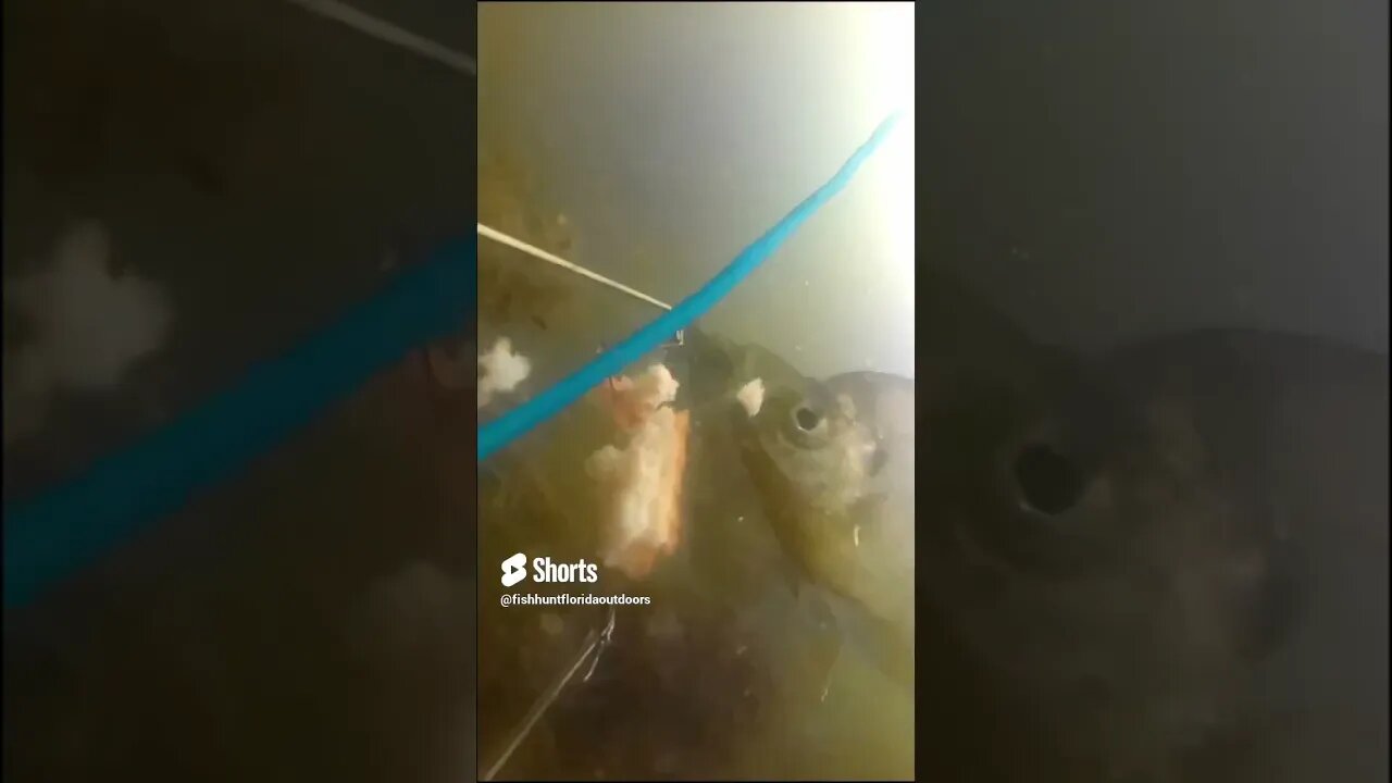 Bread attracts Bluegill Underwater Footage