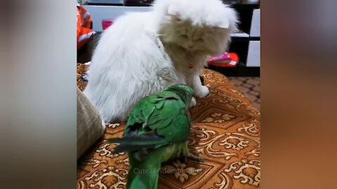 What Happens when Cat With Parrots-Cat And Parrot | Tiktok Video